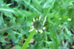 Taraxacum leucopodum