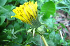 Taraxacum leucopodum