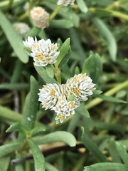 Blutaparon vermiculare