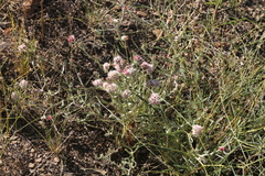 Helichrysum candolleanum