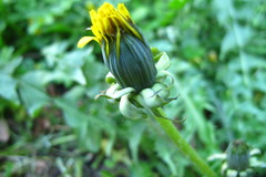Taraxacum leucopodum