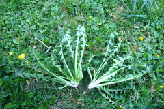 Taraxacum leucopodum