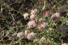 Helichrysum candolleanum
