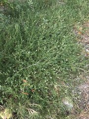 Blutaparon vermiculare