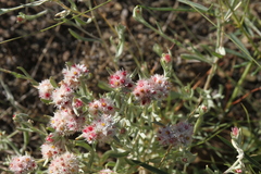 Helichrysum candolleanum