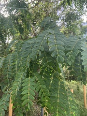 Albizia procera