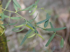 Secamone filiformis