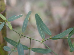 Secamone filiformis
