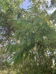 Albizia procera