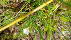 Cerastium brachypodum