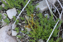 Cyperus bellus