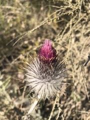 Cirsium occidentale