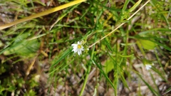 Cerastium brachypodum