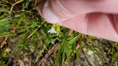 Cerastium brachypodum