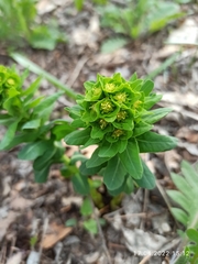 Euphorbia condylocarpa