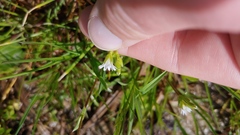 Cerastium brachypodum
