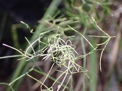 Asparagus divaricatus