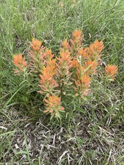 Castilleja lindheimeri
