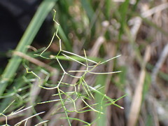 Asparagus divaricatus