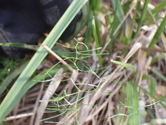 Asparagus divaricatus