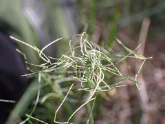 Asparagus divaricatus