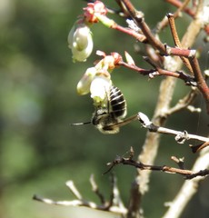 Colletes validus