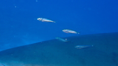 Decapterus punctatus