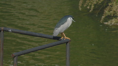 Nycticorax nycticorax