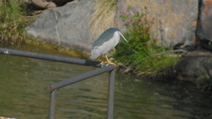 Nycticorax nycticorax