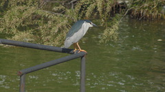 Nycticorax nycticorax