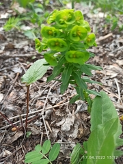 Euphorbia condylocarpa