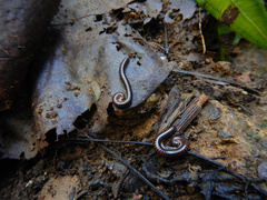 Leptogoniulus sorornus