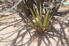 Agave datylio
