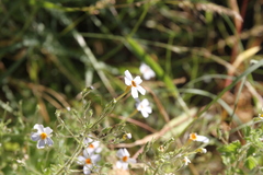 Jamesbrittenia primuliflora