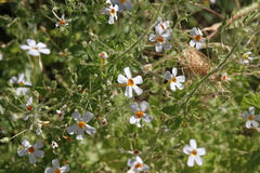 Jamesbrittenia primuliflora