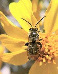Acunomia