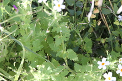 Jamesbrittenia primuliflora