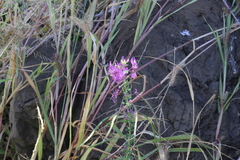 Cleome elegantissima