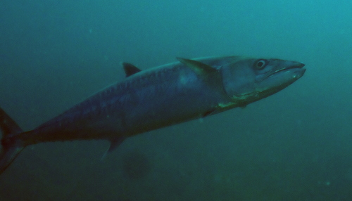 King Mackerel