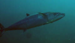 Scomberomorus cavalla