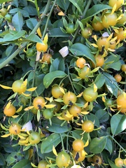 Pereskia