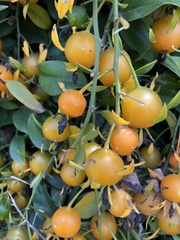 Pereskia