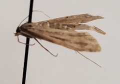Tathorhynchus