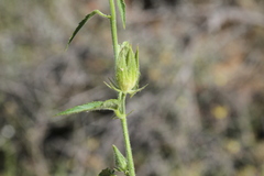 Hibiscus fleckii