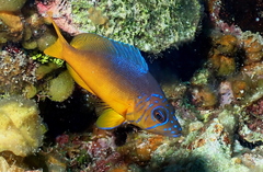 Hypoplectrus aberrans