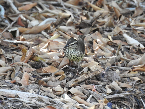 Parkesia noveboracensis image
