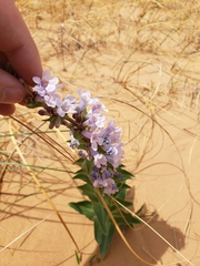 Penstemon buckleyi
