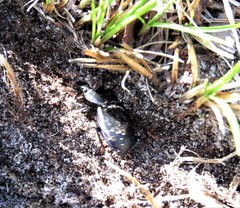 Pasimachus depressus