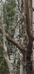 Sphyrapicus varius image