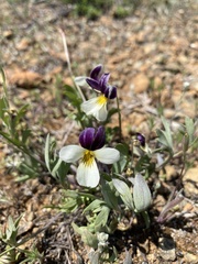 Viola hallii